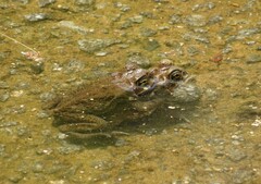 Rhinella arenarum