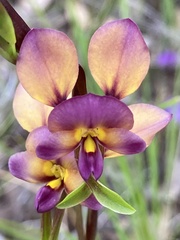 Diuris longifolia