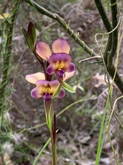 Diuris longifolia
