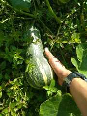 Cucurbita