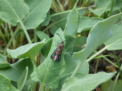 Synanthedon polygoni