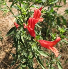 Dicliptera squarrosa