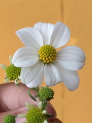 Montanoa leucantha