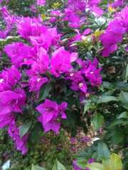 Bougainvillea glabra