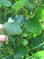 Passiflora cinnabarina