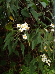 Montanoa leucantha