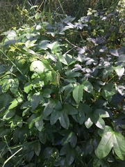 Passiflora cinnabarina