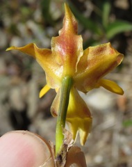 Cyrtochilum aureum