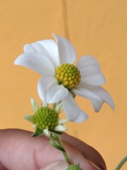 Montanoa leucantha