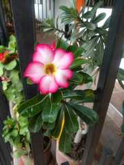Adenium