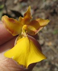 Cyrtochilum aureum