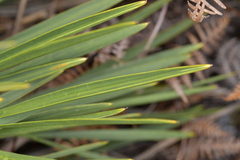 Aciphylla traversii