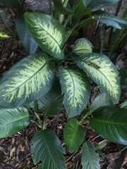 Dieffenbachia