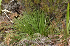 Aciphylla traversii