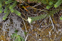 Pimelea villosa