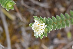 Pimelea villosa