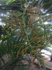 Arecoideae
