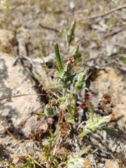 Podotheca angustifolia