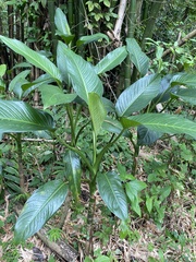 Dieffenbachia seguine