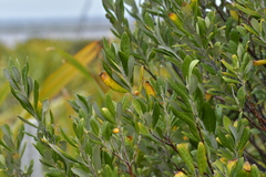 Corokia macrocarpa
