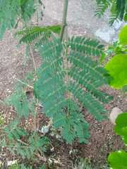 Cenostigma eriostachys