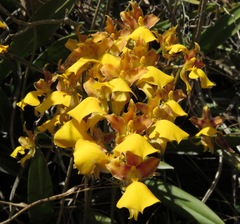 Cyrtochilum aureum