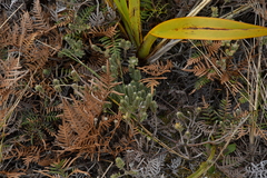 Pimelea villosa
