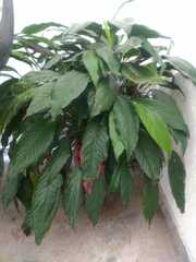 Monsteroideae