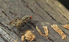 Anthomyia punctipennis