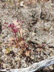 Trachymene cyanopetala