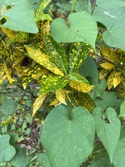 Codiaeum variegatum