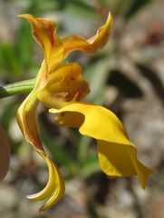 Cyrtochilum aureum