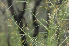 Acacia genistifolia