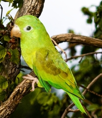 Brotogeris jugularis