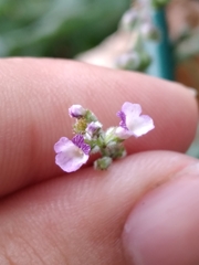 Verbena officinalis