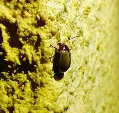 Costalimaita suturalis