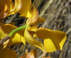 Cyrtochilum aureum