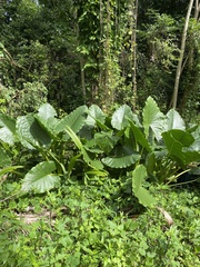 Alocasia macrorrhizos