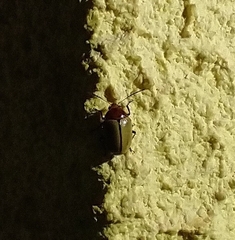 Costalimaita suturalis