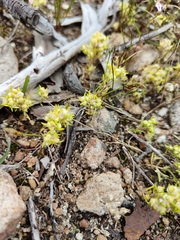 Siloxerus multiflorus