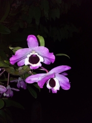 Dendrobium nobile