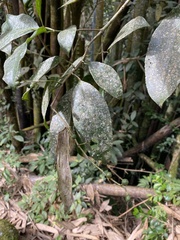 Turpinia formosana