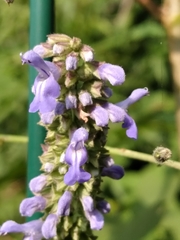 Salvia polystachia