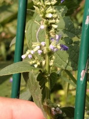 Salvia polystachia