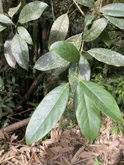 Turpinia formosana