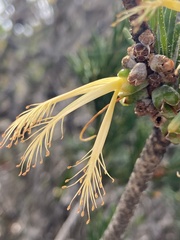 Melaleuca quadrifida