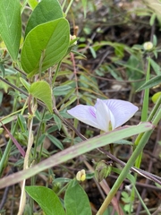 Centrosema pubescens