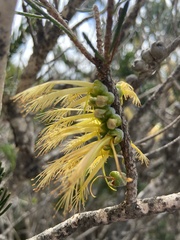 Melaleuca quadrifida