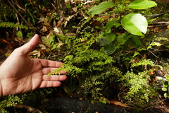 Lindsaea trichomanoides