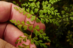 Lindsaea trichomanoides